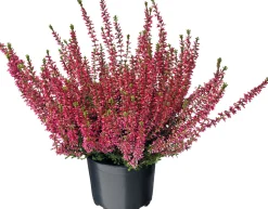 Outlet Besenheide (Calluna vulgaris 'Garden Girls') D 12 H 20 cm Blühende Pflanzen|Immergrüne Pflanzen