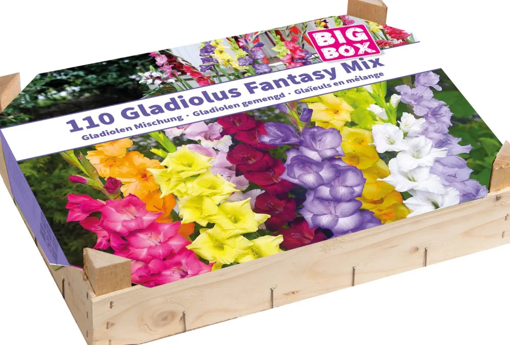 Hot Big Box Gladiolen Mischung Blumenzwiebeln 110 St. Sommer-Blüher|Blumenzwiebeln
