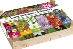 New Big Box Long summer of flowers Blumenzwiebeln 120 St. Sommer-Blüher|Blumenzwiebeln