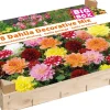 Discount Big Box Schmuckdahlien Mischung Blumenzwiebeln 8 St. Sommer-Blüher|Blumenzwiebeln