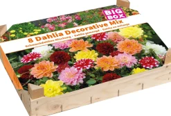 Discount Big Box Schmuckdahlien Mischung Blumenzwiebeln 8 St. Sommer-Blüher|Blumenzwiebeln