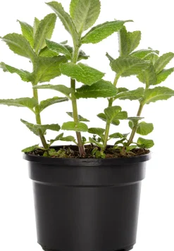 Clearance Bio Ananas-Minze (Mentha suaveolens 'Ananas') D 13 H 20 cm Obst, Gemüse & Kräuter|Kräuterpflanzen