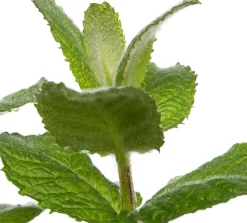 Clearance Bio Ananas-Minze (Mentha suaveolens 'Ananas') D 13 H 20 cm Obst, Gemüse & Kräuter|Kräuterpflanzen