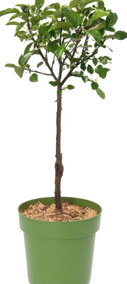 Online Bio Apelbaum (Malus domestica 'Elstar') D 23 H 80 cm Blühende Pflanzen|Obstbäume & -Sträucher