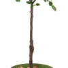 New Bio Apfelbaum (Malus domestica 'Zwergapfel') D 23 H 80 cm Blühende Pflanzen|Obstbäume & -Sträucher