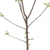 Bio Apfelbaum (Malus domestica 'Jonagold') D 26 H 150 cm Blühende Pflanzen|Obstbäume & -Sträucher