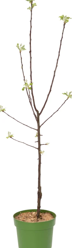 Bio Apfelbaum (Malus domestica 'Jonagold') D 26 H 150 cm Blühende Pflanzen|Obstbäume & -Sträucher