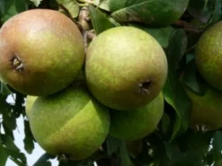 New Bio Birnbaum (Pyrus communis 'Charneux') D 26 H 150 cm Obstbäume & -Sträucher|Obstbäume & -Sträucher