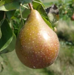 Outlet Bio Birnbaum (Pyrus communis 'Gieser Wildeman') D 26 H 150 cm Obstbäume & -Sträucher|Obstbäume & -Sträucher