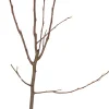 Clearance Bio Birnbaum (Pyrus communis 'Doyenne du Comice') D 26 H 150 cm Obstbäume & -Sträucher|Obstbäume & -Sträucher