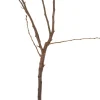 Clearance Bio Birnbaum (Pyrus communis 'Dwergpeer') D 23 H 80 cm Obstbäume & -Sträucher|Obstbäume & -Sträucher