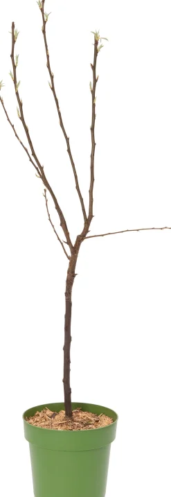 Clearance Bio Birnbaum (Pyrus communis 'Williams') D 23 H 80 cm Obstbäume & -Sträucher|Obstbäume & -Sträucher