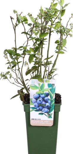 Discount Bio Blaubeere (Vaccinium corymbosum 'Reka') D 23 H 100 cm Blühende Pflanzen|Obstbäume & -Sträucher
