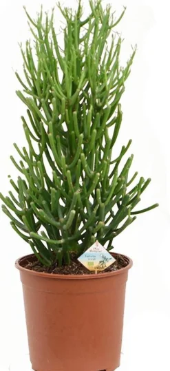 New Bio Bleistiftstrauch (Euphorbia tirucalli) D 17 H 45 cm Für Sonne|Kakteen & Sukkulenten