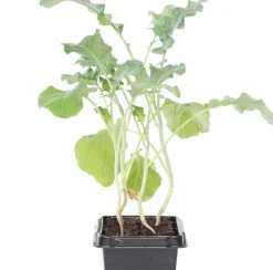 Sale Bio Brokkoli (Brassica oleracea Italica) D 9 H 5 cm Obst, Gemüse & Kräuter|Gemüsepflanzen