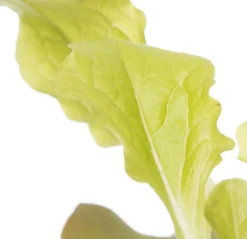 Outlet Bio Eichblattsalat (Lactuca sativa var. Foliosa) D 9 H 5 cm Obst, Gemüse & Kräuter|Gemüsepflanzen