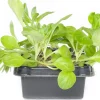Discount Bio Feldsalat (Valerianella locusta) D 9 H 5 cm Obst, Gemüse & Kräuter|Gemüsepflanzen