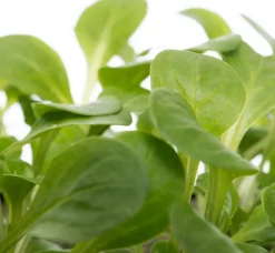 Discount Bio Feldsalat (Valerianella locusta) D 9 H 5 cm Obst, Gemüse & Kräuter|Gemüsepflanzen