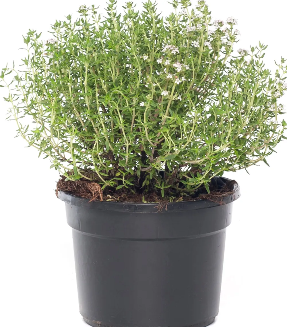 Bio Küchen-Thymian (Thymus Vulgaris 'Compactus') Obst, Gemüse & Kräuter|Kräuterpflanzen