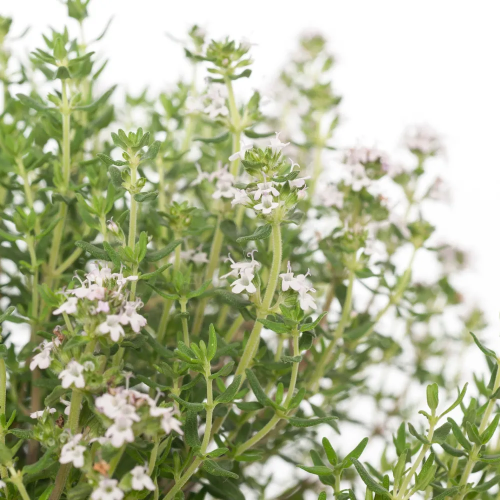 Bio Küchen-Thymian (Thymus Vulgaris 'Compactus') Obst, Gemüse & Kräuter|Kräuterpflanzen