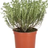 Online Bio Küchen-Thymian (Thymus vulgaris) D 12 H 15 cm Obst, Gemüse & Kräuter|Kräuterpflanzen