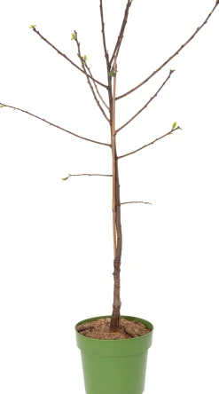 Sale Bio Kirsche (Prunus avium 'Hedelfinger') D 23 H 80 cm Obstbäume & -Sträucher|Obstbäume & -Sträucher