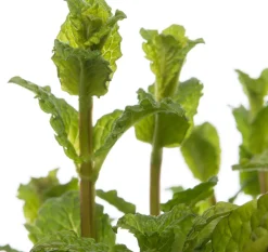 Hot Bio Minze (Mentha spicata 'Maroccan') D 13 H 15 cm Obst, Gemüse & Kräuter|Kräuterpflanzen