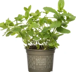 Online Bio Minze (Mentha spicata 'Maroccan') D 12 H 15 cm Obst, Gemüse & Kräuter|Kräuterpflanzen