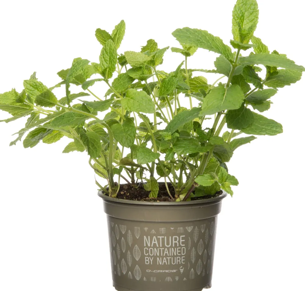 Online Bio Minze (Mentha spicata 'Maroccan') D 12 H 15 cm Obst, Gemüse & Kräuter|Kräuterpflanzen
