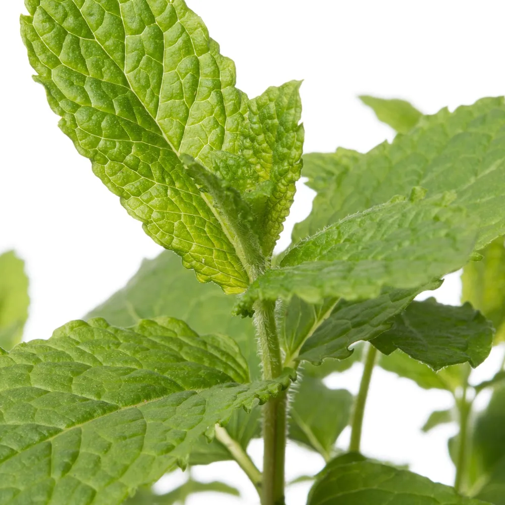 Online Bio Minze (Mentha spicata 'Maroccan') D 12 H 15 cm Obst, Gemüse & Kräuter|Kräuterpflanzen