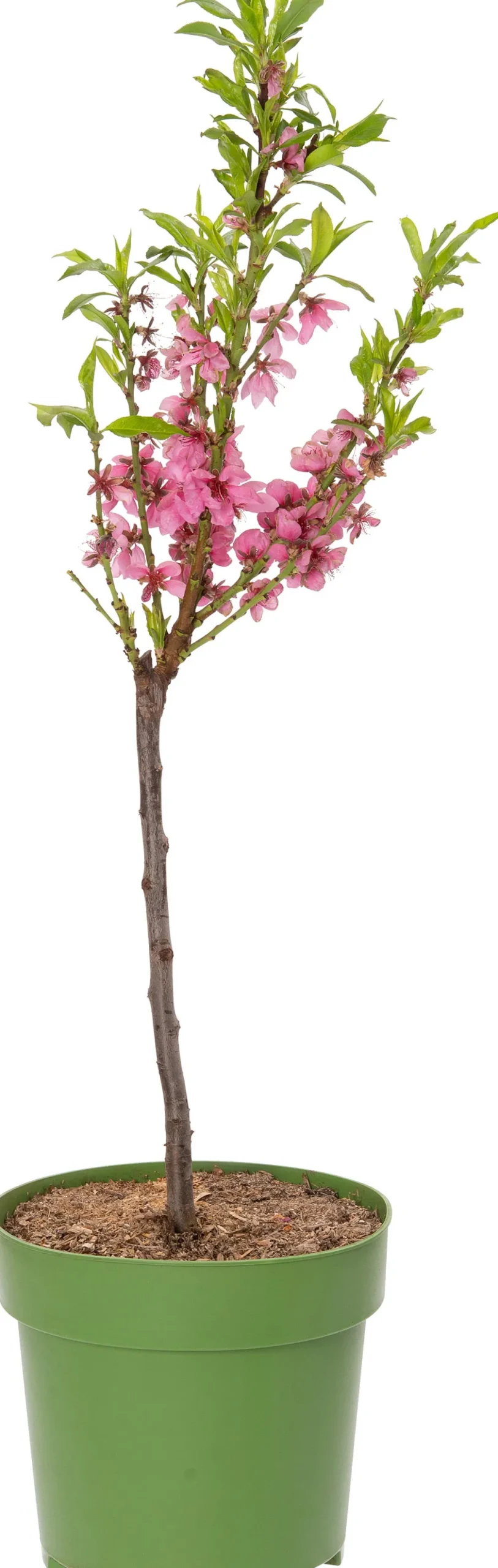 Online Bio Nektarine (Prunus persica var. nucipersica) D 23 H 80 cm Obstbäume & -Sträucher|Obstbäume & -Sträucher