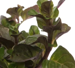 Sale Bio Orangen-Minze (Mentha piperata 'Orange') D 13 H 10 cm Obst, Gemüse & Kräuter|Kräuterpflanzen