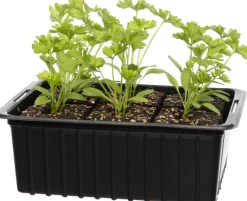 Bio Petersilie (Petroselinum crispum) D 9 H 5 cm Obst, Gemüse & Kräuter|Kräuterpflanzen