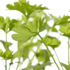 Bio Petersilie (Petroselinum crispum) D 9 H 5 cm Obst, Gemüse & Kräuter|Kräuterpflanzen