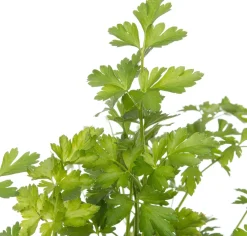 Bio Petersilie (Petroselinum crispum 'Gigante d'Italia') D 13 H 10 cm Obst, Gemüse & Kräuter|Kräuterpflanzen