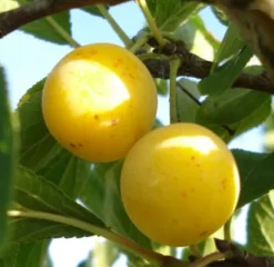 Online Bio Pflaume (Prunus domestica 'Mirabelle de Nancy') D 26 H 150 cm Obstbäume & -Sträucher|Obstbäume & -Sträucher