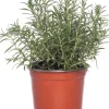 Best Bio Rosmarin (Rosmarinus officinalis) D 14 H 20 cm Obst, Gemüse & Kräuter|Kräuterpflanzen