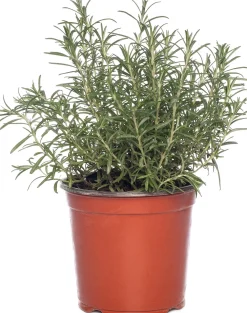 Best Bio Rosmarin (Rosmarinus officinalis) D 14 H 20 cm Obst, Gemüse & Kräuter|Kräuterpflanzen