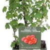 New Bio Rote Johannisbeere (Ribes rubrum 'Jonkheer van Tets') D 19 H 50 cm Obstbäume & -Sträucher|Obstbäume & -Sträucher