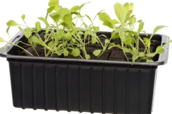 Sale Bio Rucola (Eruca sativa) D 9 H 5 cm Obst, Gemüse & Kräuter|Gemüsepflanzen