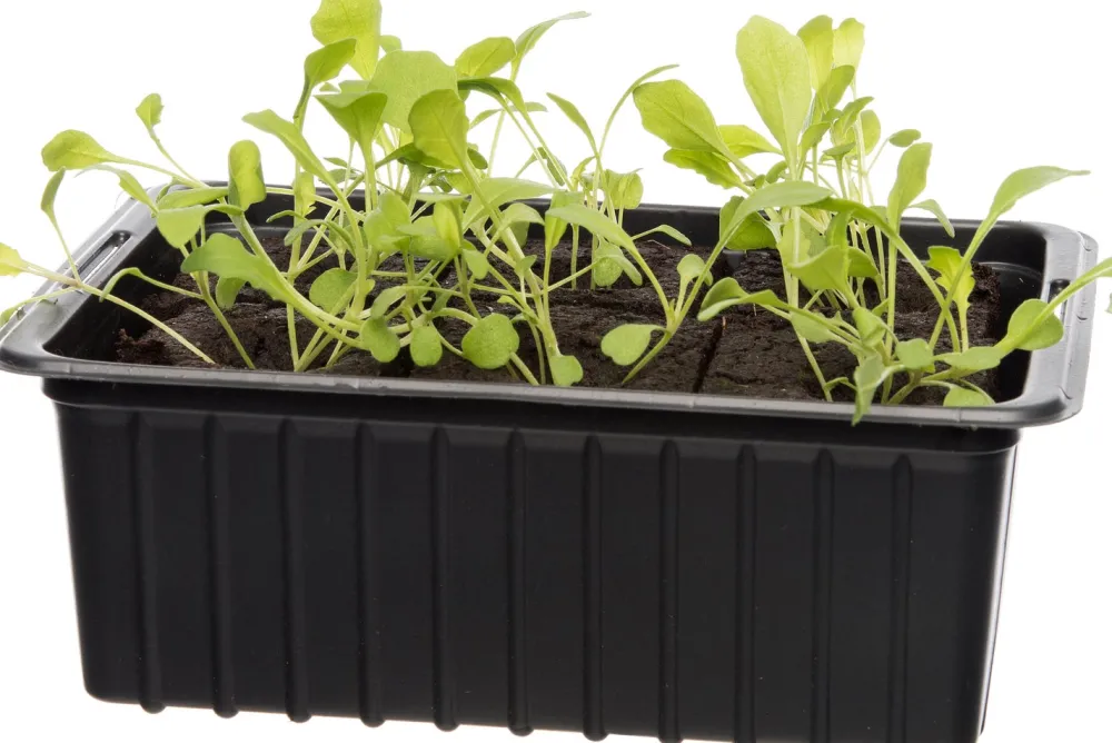 Sale Bio Rucola (Eruca sativa) D 9 H 5 cm Obst, Gemüse & Kräuter|Gemüsepflanzen