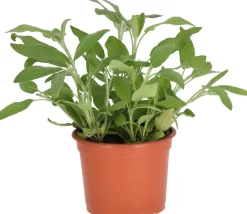 Best Bio Salbei (Salvia officinalis) D 12 H 15 cm Obst, Gemüse & Kräuter|Kräuterpflanzen