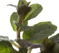 New Bio Schokoladen-Minze (Mentha piperita 'Chocolate') D 13 H 10 cm Obst, Gemüse & Kräuter|Kräuterpflanzen