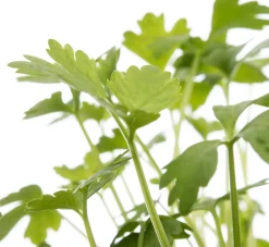 Hot Bio Sellerie (Apium graveolens var. Secalinum) D 9 H 5 cm Obst, Gemüse & Kräuter|Kräuterpflanzen