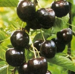 Bio Süßkirsche (Prunus avium 'Regina') D 26 H 150 cm Obstbäume & -Sträucher|Obstbäume & -Sträucher