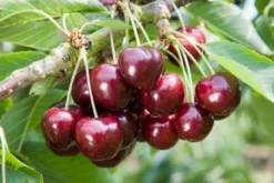 Discount Bio Süßkirsche (Prunus avium 'Lapins') D 26 H 150 cm Obstbäume & -Sträucher|Obstbäume & -Sträucher