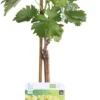 Sale Bio Weintraube weiß, kernlos (Vitis vinifera 'Lakemont') D 19 H 55 cm Obstbäume & -Sträucher|Obstbäume & -Sträucher
