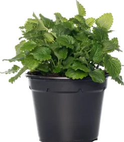 Best Bio Zitroenmelisse (Melissa officinalis) D 14 H 20 cm Obst, Gemüse & Kräuter|Kräuterpflanzen