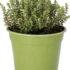 Sale Bio Zitronen-Thymian (Thymus citriodorus 'Aureus') D 14 H 10 cm Obst, Gemüse & Kräuter|Kräuterpflanzen