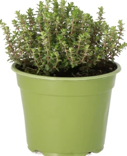 Sale Bio Zitronen-Thymian (Thymus citriodorus 'Aureus') D 14 H 10 cm Obst, Gemüse & Kräuter|Kräuterpflanzen